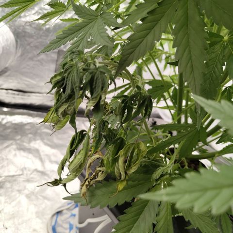 Mysterio #1 [monster] growlog photo: What is going on here, i see no snapping or anything...