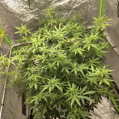 Mysterio #1 [monster] growlog photo: After def and trim