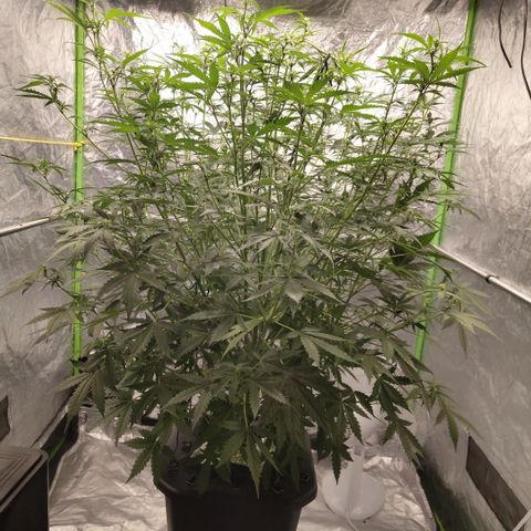 Mysterio #1 [monster] growlog photo: After def and trim