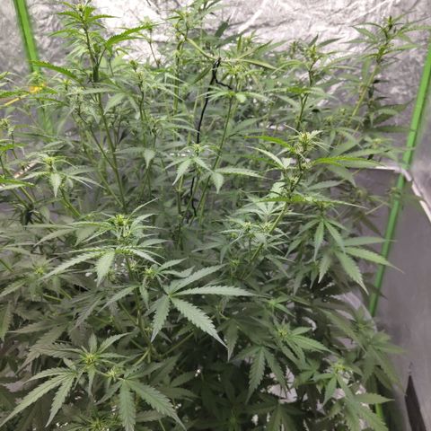 Mysterio #1 [monster] growlog photo: After def and trim