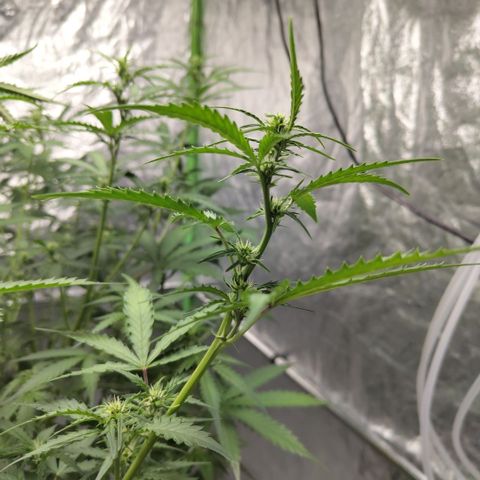 Mysterio #1 [monster] growlog photo: After def and trim