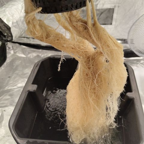 Mysterio #1 [monster] growlog timeline photo