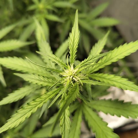 Mysterio #1 [monster] growlog photo: After def and trim