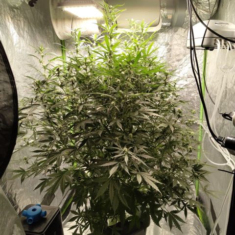 Mysterio #1 [monster] growlog timeline photo