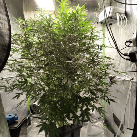 Mysterio #1 [monster] growlog timeline photo