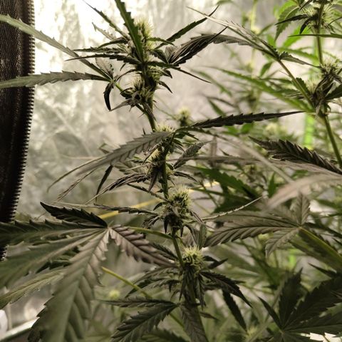 Mysterio #1 [monster] growlog timeline photo