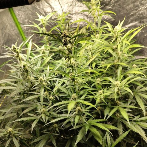 Mysterio #1 [monster] growlog timeline photo