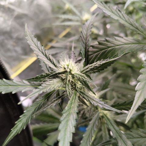 Mysterio #1 [monster] growlog timeline photo