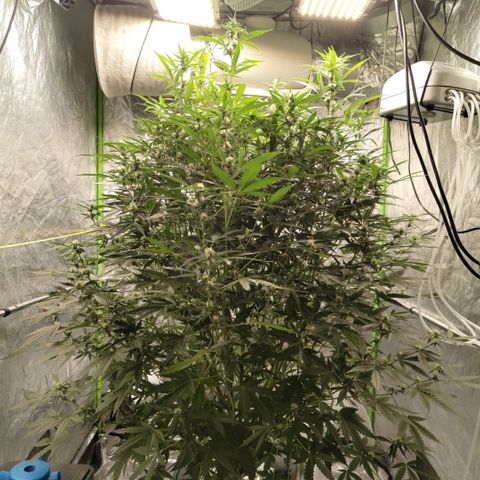 Mysterio #1 [monster] growlog timeline photo