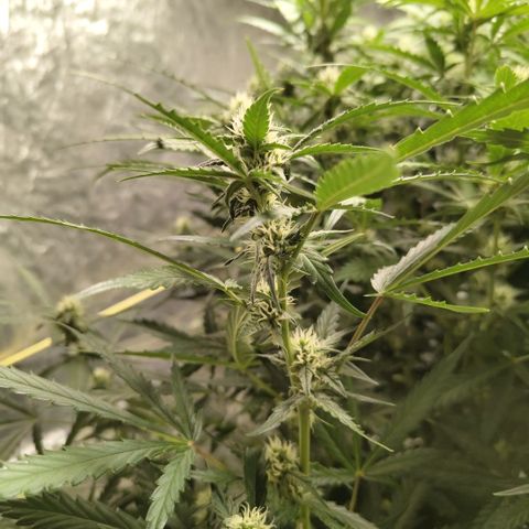 Mysterio #1 [monster] growlog timeline photo