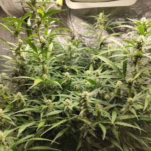Mysterio #1 [monster] growlog timeline photo