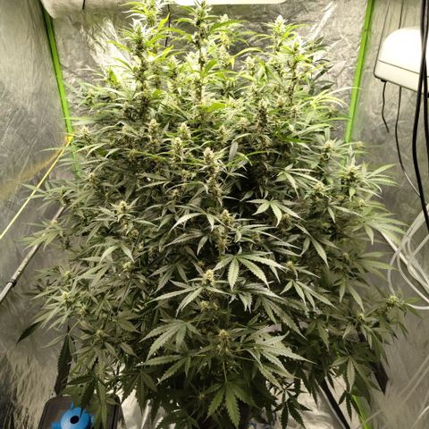 Mysterio #1 [monster] growlog timeline photo