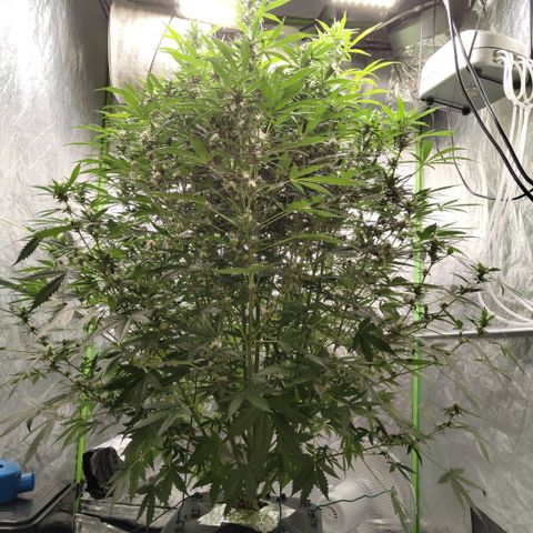 Mysterio #1 [monster] growlog timeline photo