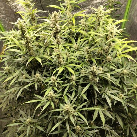 Mysterio #1 [monster] growlog timeline photo