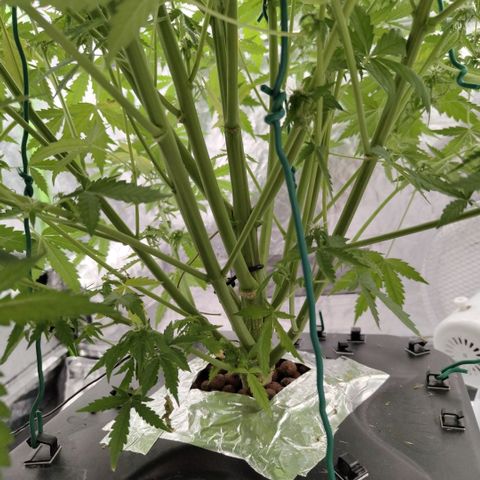 Mysterio #1 [monster] growlog timeline photo