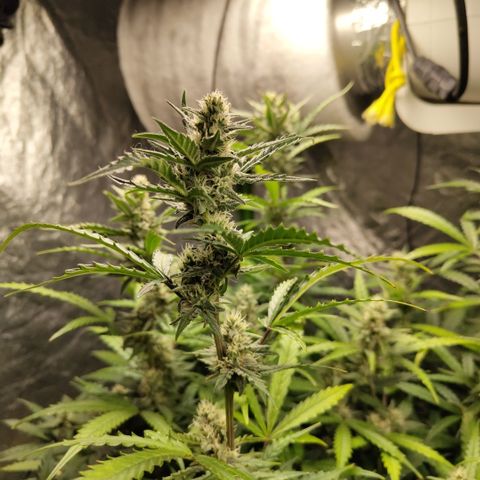 Mysterio #1 [monster] growlog timeline photo
