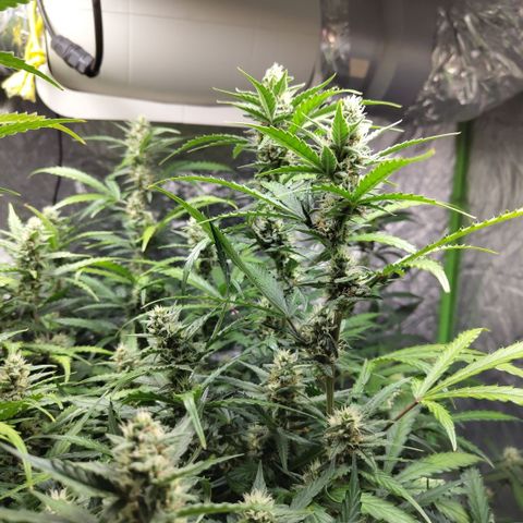 Mysterio #1 [monster] growlog timeline photo