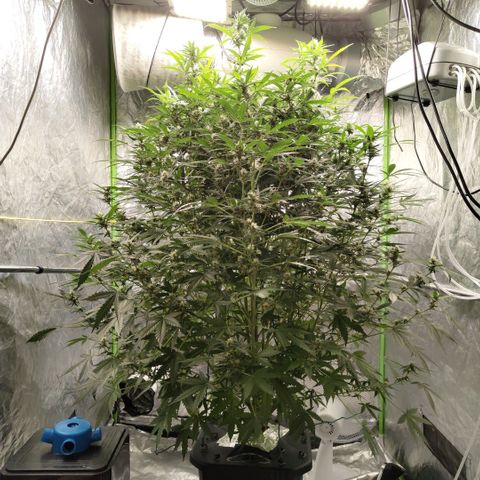 Mysterio #1 [monster] growlog timeline photo