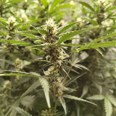Mysterio #1 [monster] growlog timeline photo
