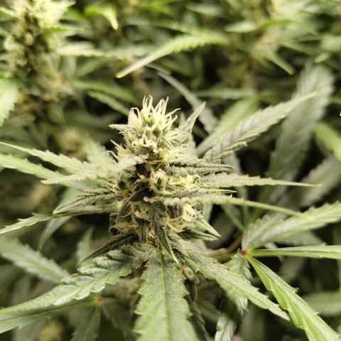 Mysterio #1 [monster] growlog timeline photo