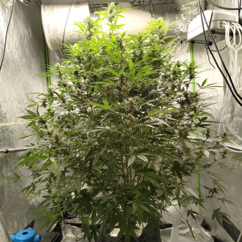 Mysterio #1 [monster] growlog timeline photo