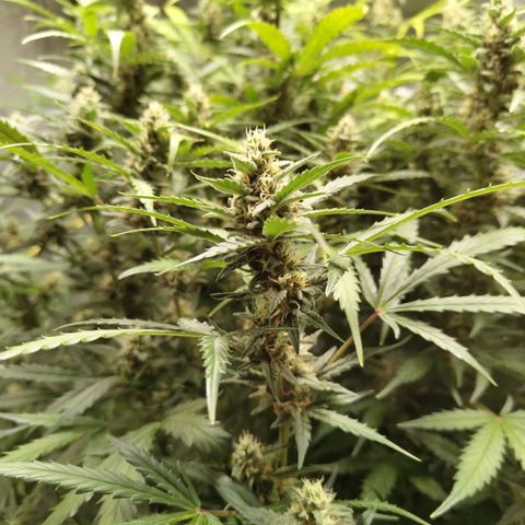 Mysterio #1 [monster] growlog timeline photo