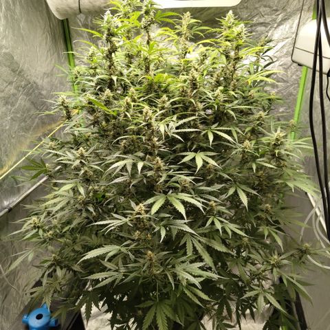 Mysterio #1 [monster] growlog timeline photo