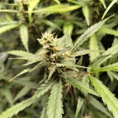 Mysterio #1 [monster] growlog timeline photo