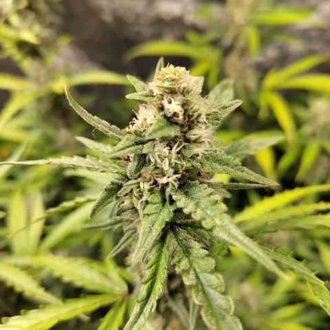 Mysterio #1 [monster] growlog timeline photo