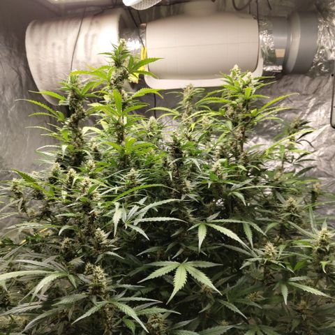 Mysterio #1 [monster] growlog timeline photo