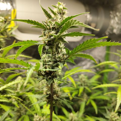Mysterio #1 [monster] growlog timeline photo