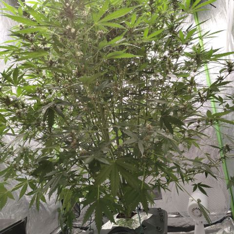 Mysterio #1 [monster] growlog timeline photo
