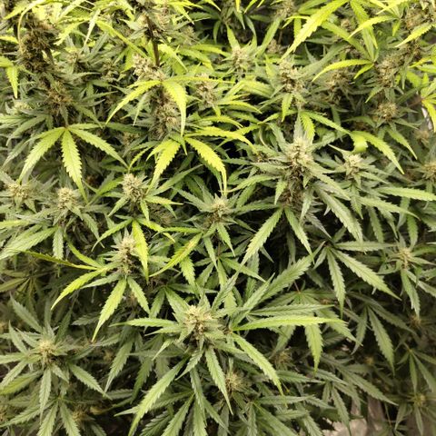 Mysterio #1 [monster] growlog timeline photo