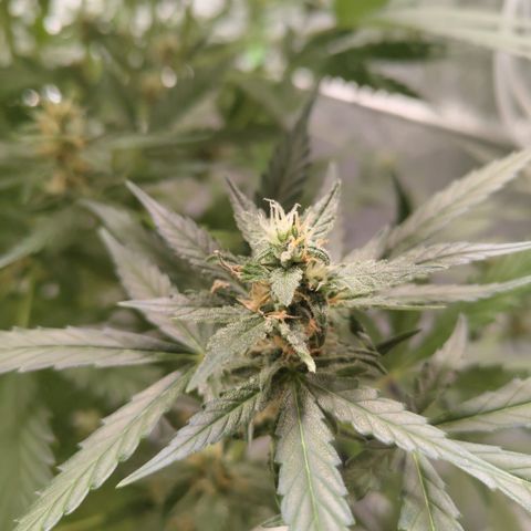 Mysterio #1 [monster] growlog photo: Browning pistils plus looking dry