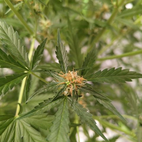 Mysterio #1 [monster] growlog photo: Hermeeed