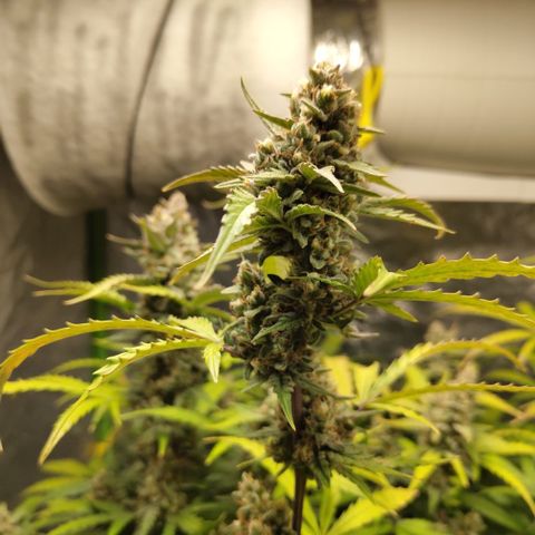 Mysterio #1 [monster] growlog timeline photo