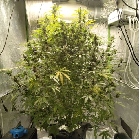 Mysterio #1 [monster] growlog timeline photo