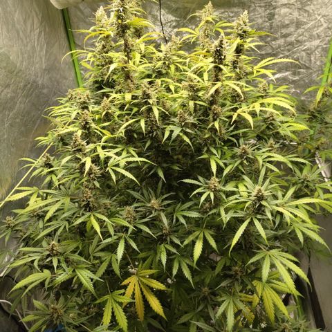 Mysterio #1 [monster] growlog timeline photo