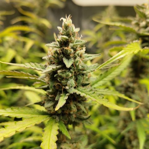 Mysterio #1 [monster] growlog timeline photo