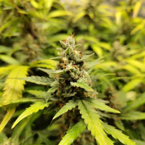 Mysterio #1 [monster] growlog timeline photo