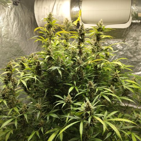 Mysterio #1 [monster] growlog timeline photo