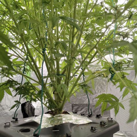 Mysterio #1 [monster] growlog timeline photo