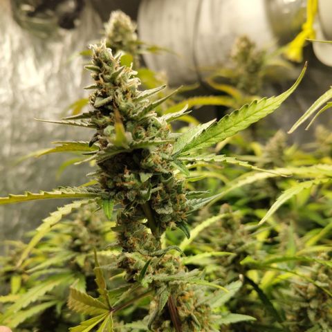 Mysterio #1 [monster] growlog timeline photo