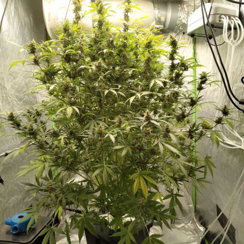 Mysterio #1 [monster] growlog timeline photo