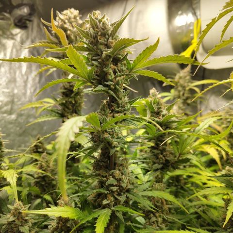 Mysterio #1 [monster] growlog timeline photo