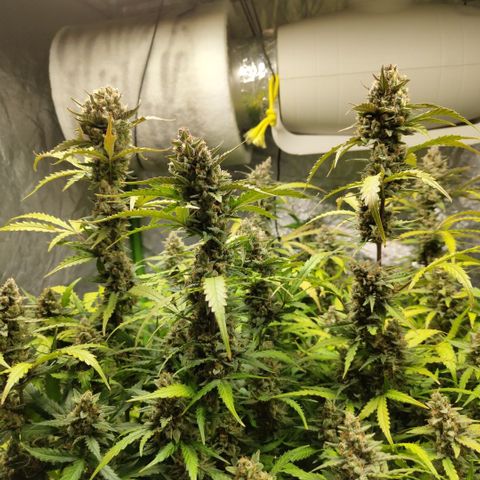 Mysterio #1 [monster] growlog timeline photo