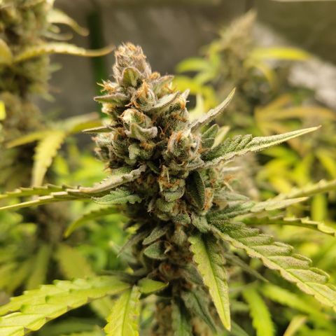 Mysterio #1 [monster] growlog timeline photo