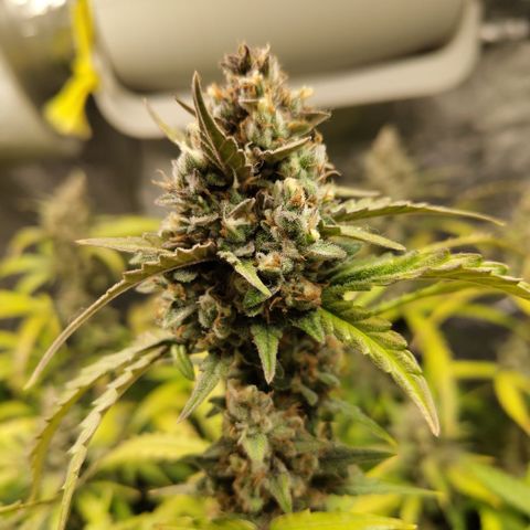 Mysterio #1 [monster] growlog timeline photo