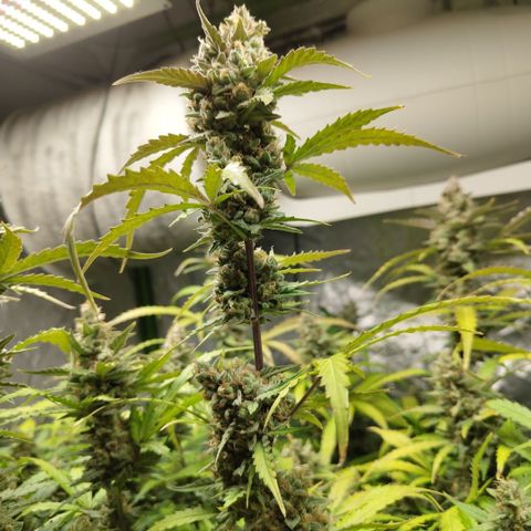 Mysterio #1 [monster] growlog timeline photo