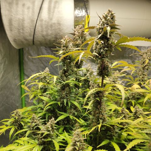 Mysterio #1 [monster] growlog timeline photo